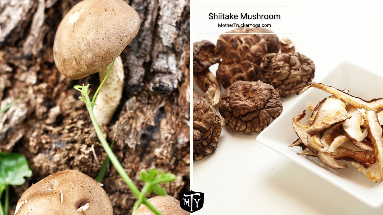 Shiitake Mushroom Mother Trucker yoga Blog 